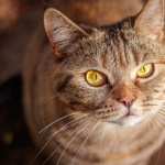 Animal Cat wallpapers