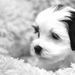 Animal Dog hd wallpaper
