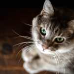 Stare Animal Cat hd