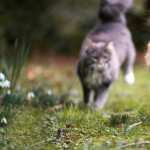 Animal Cat image