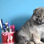 Animal Dog full hd