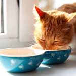 Animal Cat high definition photo