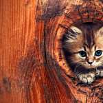 Kitten Animal Cat background