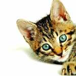 Adorable Cat new wallpapers