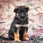 Adorable German Shepherd Puppy - wallpapers