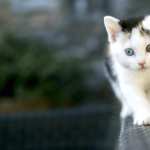 Adorable Kitten full hd