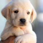 Adorable Labrador Puppy full hd