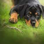 Adorable Rottweiler Puppy mobile wallpapers