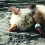 Adorable Sleeping Kitten high definition photo