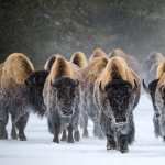 Animal American Bison PC wallpapers