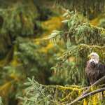 Animal Bald Eagle high definition photo