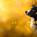 Animal Border Collie images
