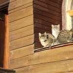 Animal Cat download