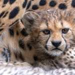 Animal Cheetah hd wallpaper