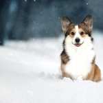 Animal Corgi new wallpapers