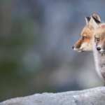 Animal Fox wallpapers for desktop