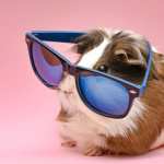 Animal Guinea Pig high definition wallpapers