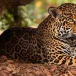 Animal Jaguar high definition photo