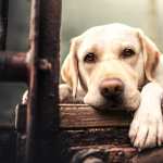 Animal Labrador Retriever hd wallpaper