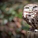 Animal Owl PC wallpapers