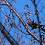 Animal Pigeon wallpaper