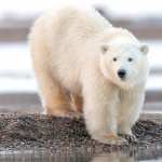 Animal Polar Bear download wallpaper