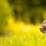 Animal Rabbit wallpapers for iphone
