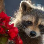 Animal Raccoon new wallpapers