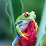 Animal Red-eyed Tree Frog high quality wallpapers