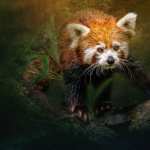 Animal Red Panda high definition photo