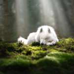 Animal Samoyed wallpapers for desktop