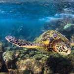 Animal Sea Turtle high definition photo