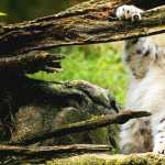 Animal Snow Leopard mobile wallpapers