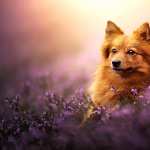 Animal Spitz free