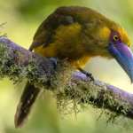 Animal Toucan high quality wallpapers