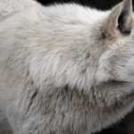 Animal Wolf high definition photo