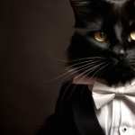 Black Cat in Tuxedo PC wallpapers