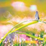 Bokeh Animal Butterfly new wallpapers