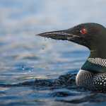 Common Loon Animal Loon download wallpaper