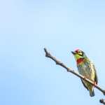 Coppersmith Barbet Animal Barbet high quality wallpapers