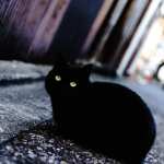 Depth Of Field Animal Cat high quality wallpapers