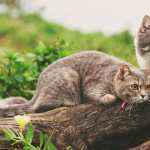 Depth Of Field Stare Animal Cat wallpapers for android