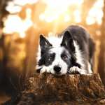 Dog Animal Border Collie hd