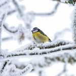 Eurasian Blue Tit Animal Titmouse free