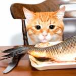 Fish Animal Cat high definition wallpapers