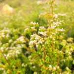 Floral Closeup - White Flowers wallpapers for iphone