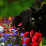 Flower Animal Cat wallpapers for iphone