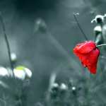 Flower Nature Poppy hd wallpaper