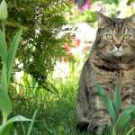 Grass Animal Cat high definition wallpapers