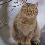 Green Eyes Animal Cat background